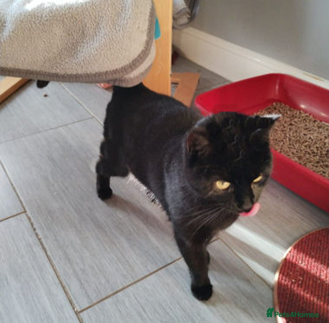 Mixed Breed cats for adoption: DOUGHNUT - Advert 2