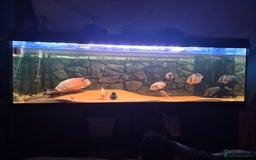 Other/Mixed Breed fish for sale: Catfish,oscars and bichir large sizes - Advert 1