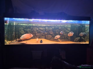 Other/Mixed Breed fish Catfish,oscars and bichir large sizes - Advert 6