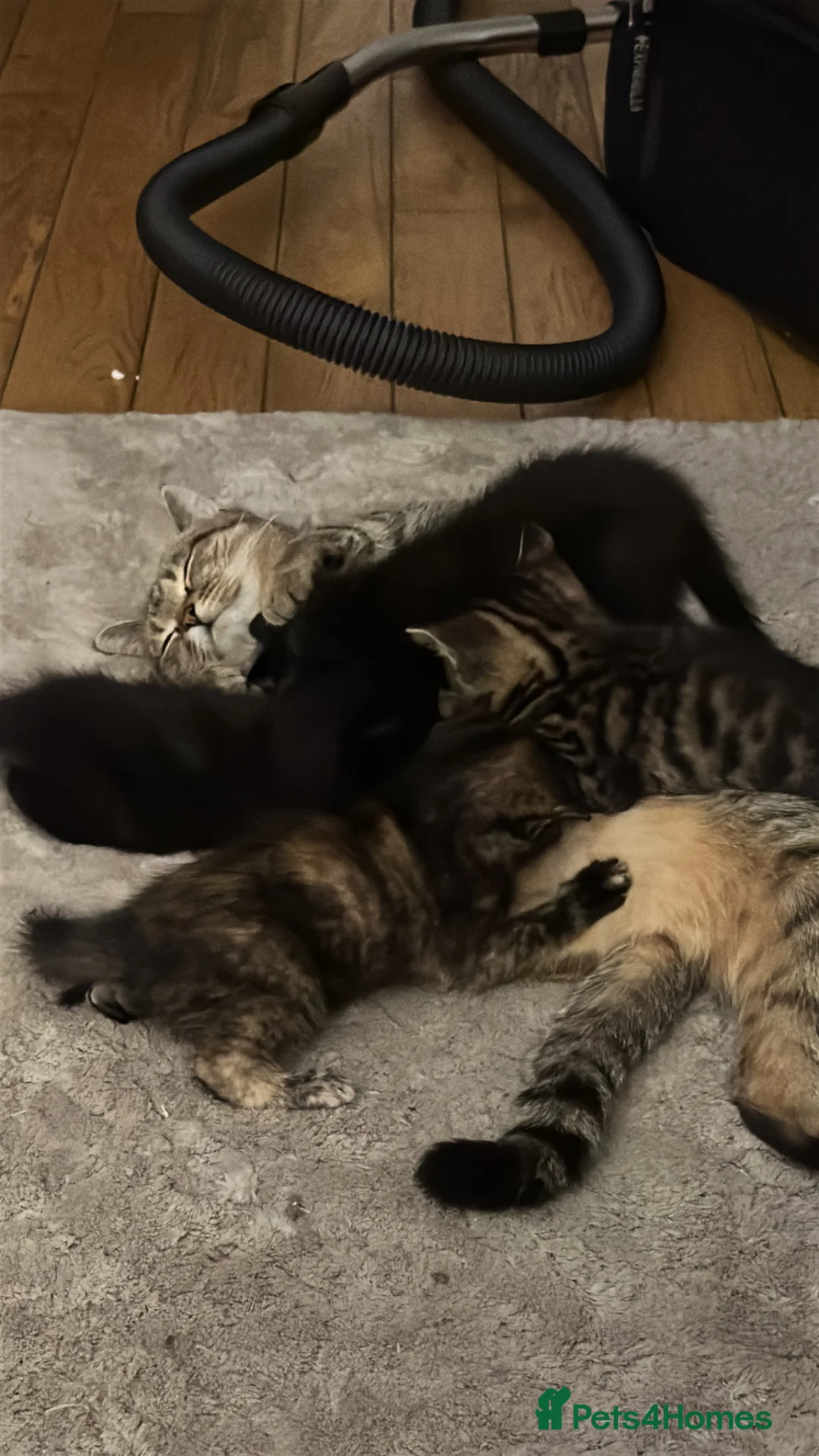 Mixed Breed cats for sale: Mixed‑Breed British Shorthair Kittens! 🐾 - Advert 2