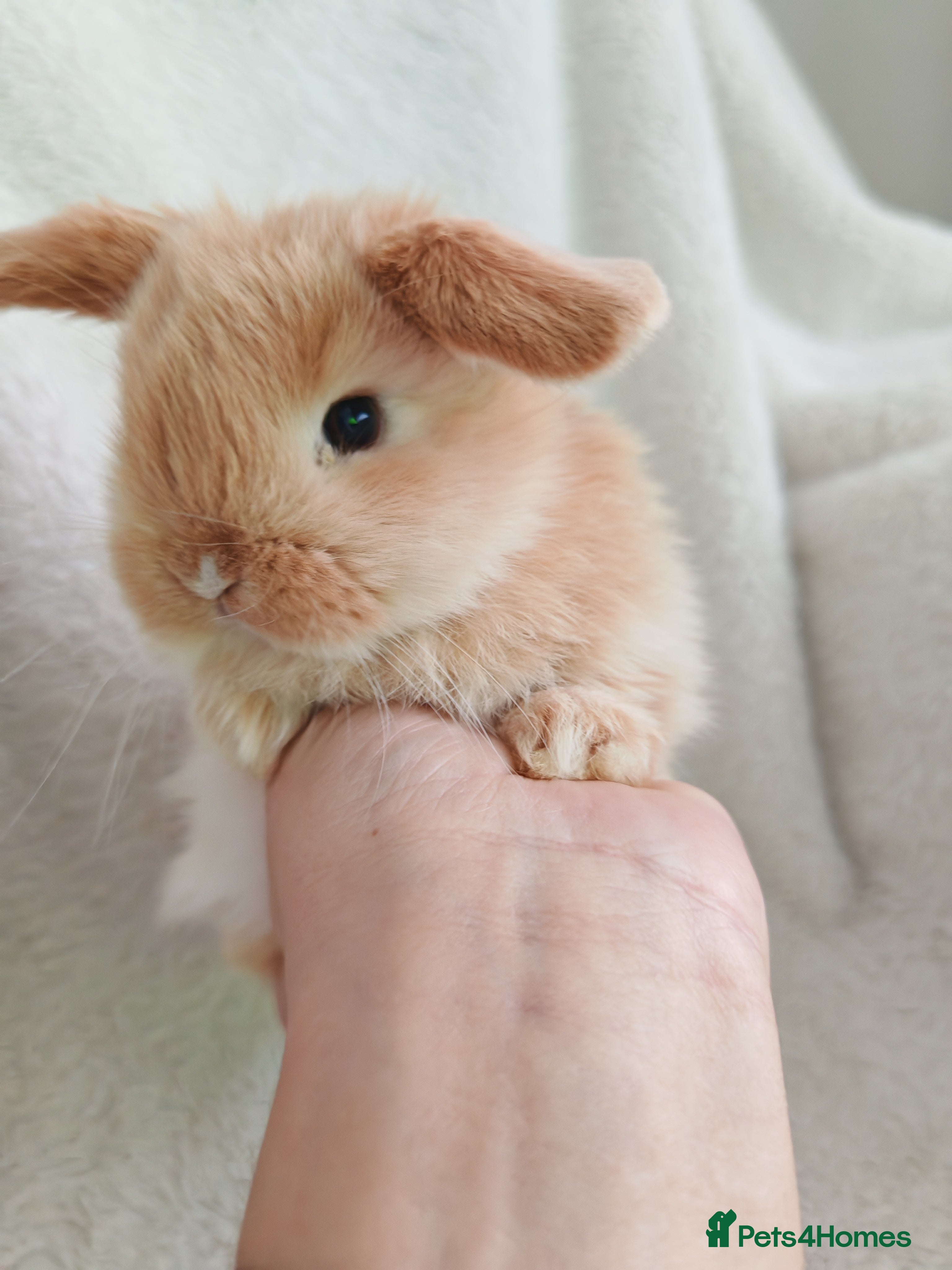 Mini Lop rabbits Beautiful Baby Mini Lops  - Advert 1