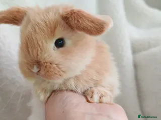 Mini Lop rabbits Beautiful Baby Mini Lops - Advert 1