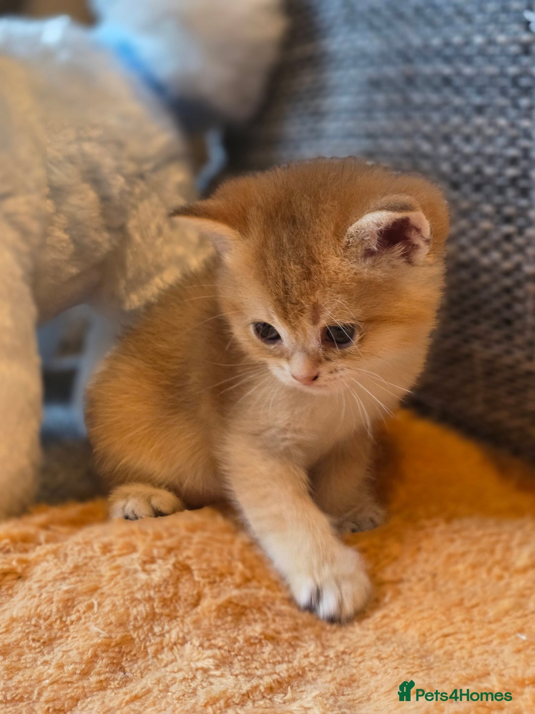 British Shorthair cats for sale: British shorthair Tica😻😽🐈😺😍🌹🌸🌼 - Advert 13