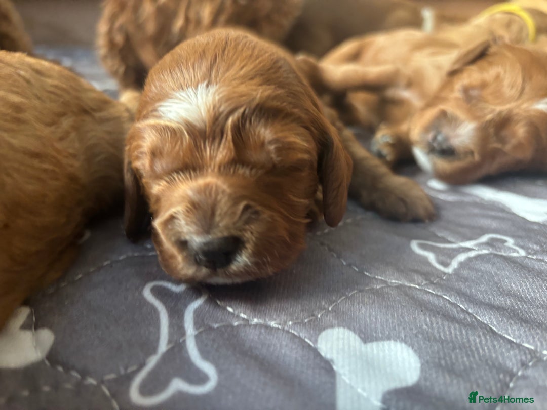 Cockapoo dogs for sale: Cockapoo Puppies  - Image 9