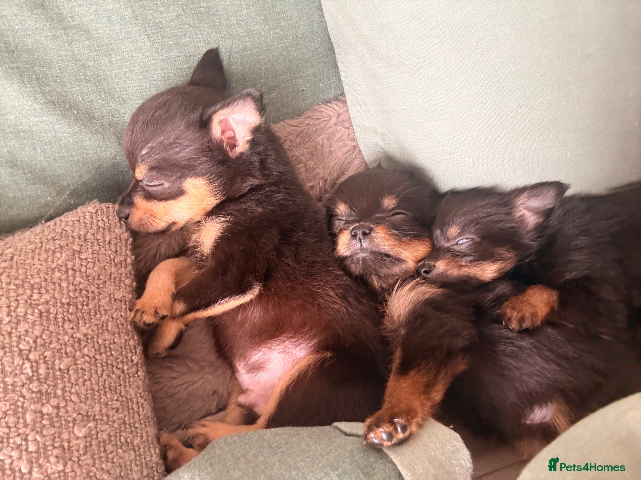 Chihuahua dogs 3 Pure-Bred Chihuahua Puppies 10 Week Old  - Advert 5