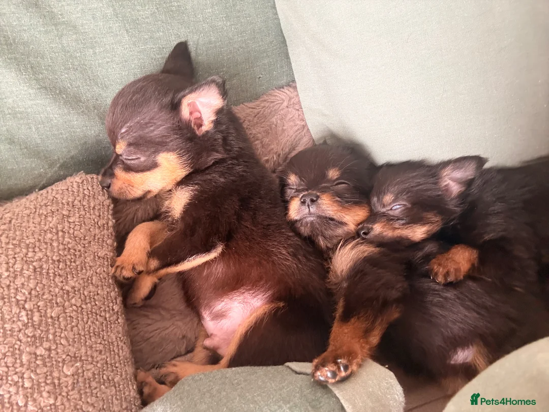 Chihuahua dogs for sale: 3 Pure-Bred Chihuahua Puppies 10 Week Old  - Advert 2