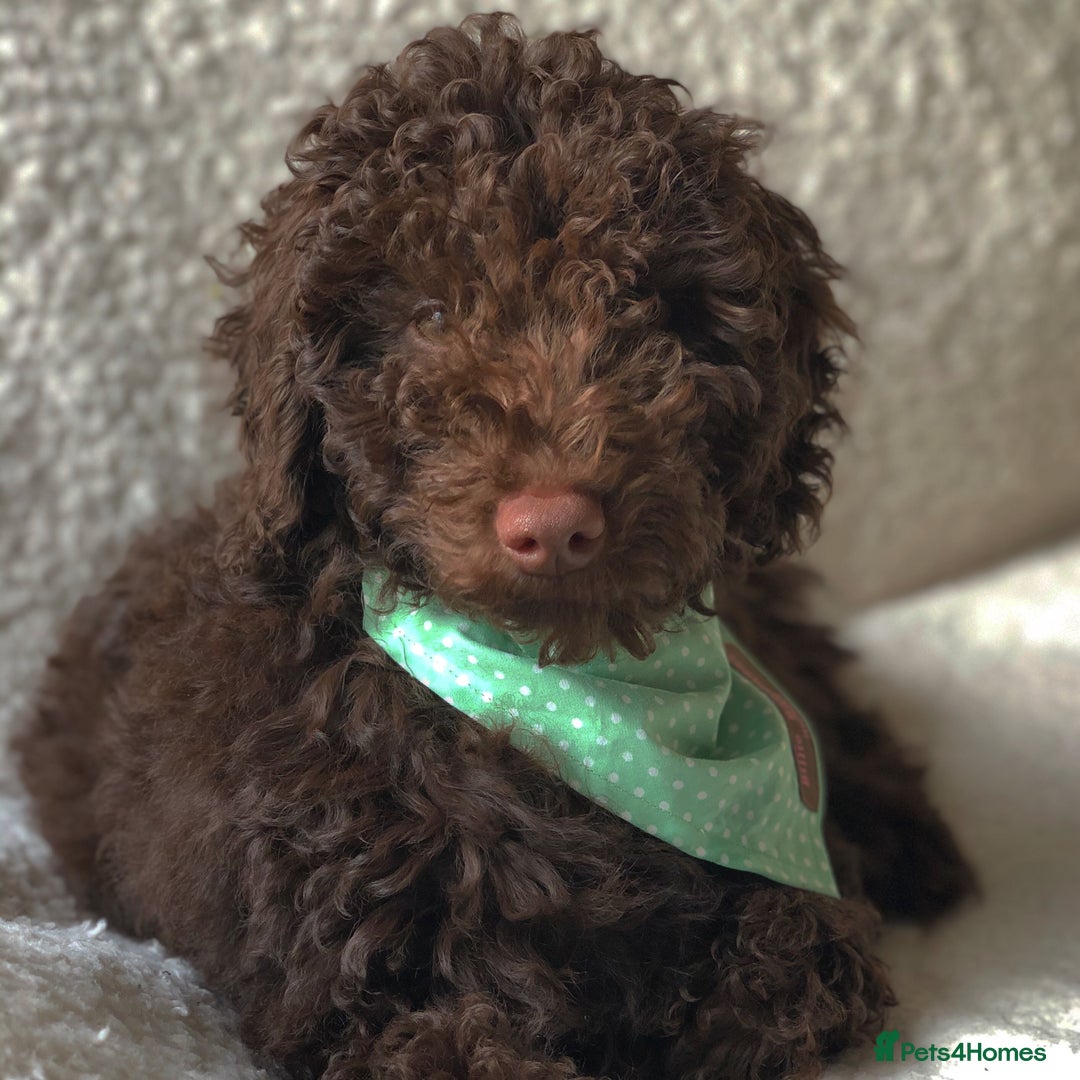 Miniature Poodle dogs for stud: ✨ Miniature Poodle Available for Stud – Proven ✨ - Advert 2