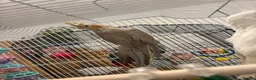 Parakeets birds for sale: African grey  - Advert 10
