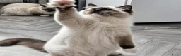 Ragdoll cats for sale: Tica registered ragdoll stud for sale - Advert 7
