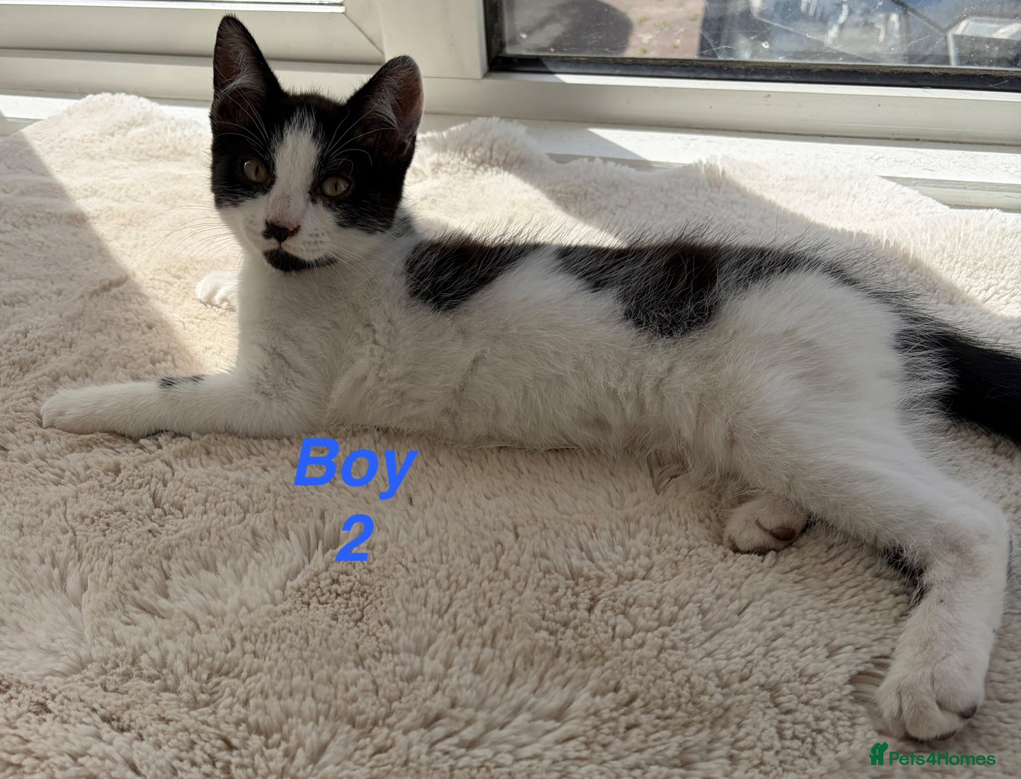 Mixed Breed cats Beautiful playful kittens looking for loving homes - Advert 13