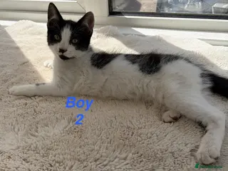 Mixed Breed cats Beautiful playful kittens looking for loving homes - Advert 13