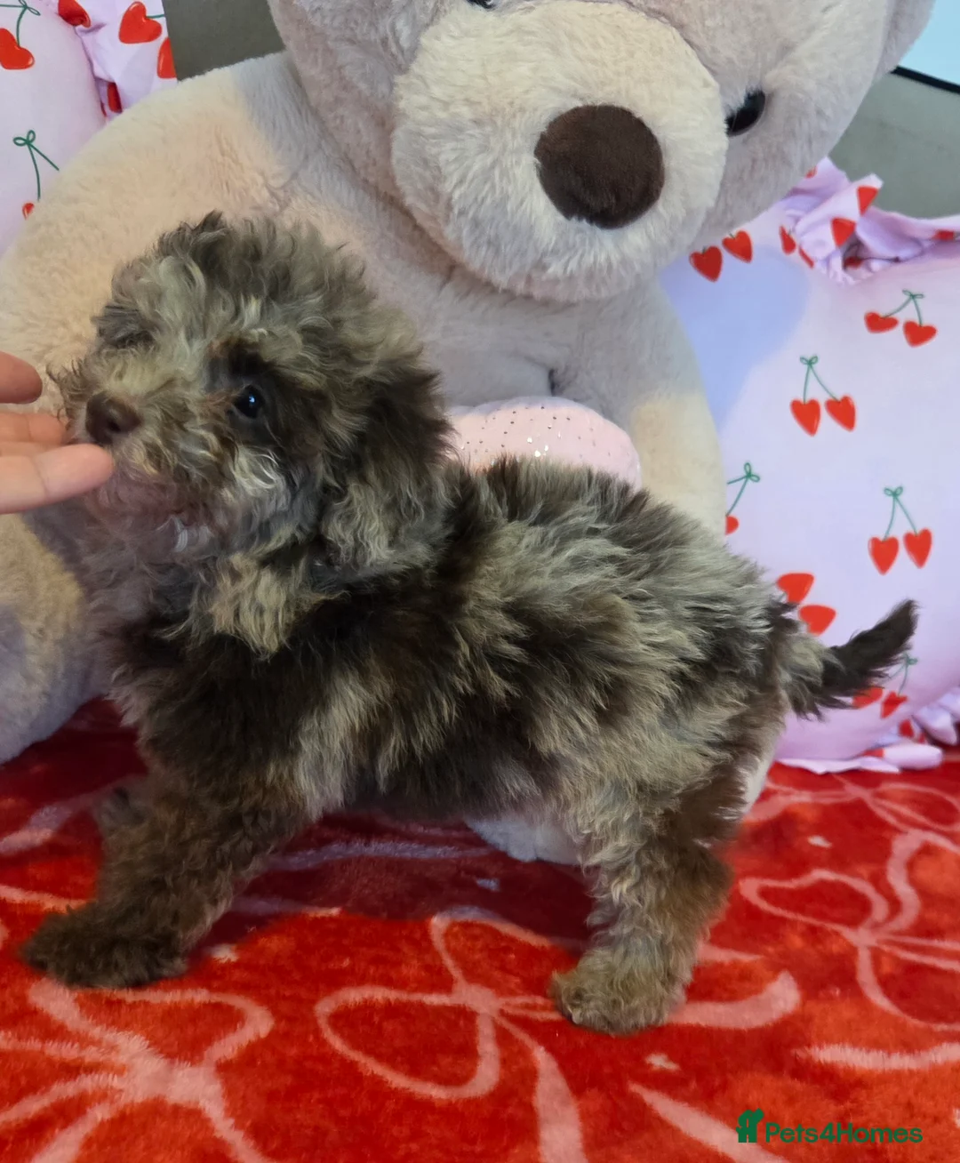 Toy Poodle dogs for sale: Gorgeous littler of x ** mall toy poodles  - Advert 3