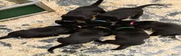 Labrador Retriever dogs for sale: Beautiful Labrador Puppies  - Advert 8