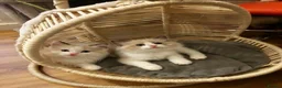 Ragdoll cats for sale: Bicolour ragdoll kittens  - Advert 1