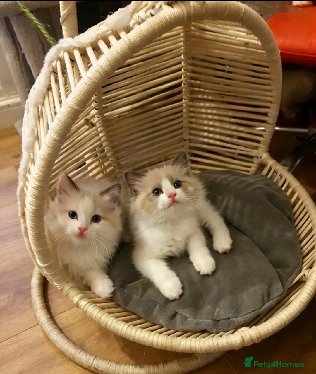 Ragdoll cats for sale: Bicolour ragdoll kittens  - Advert 1