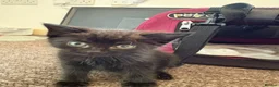 Mixed Breed cats for sale: Fully black little girl in Teignmouth - Advert 1