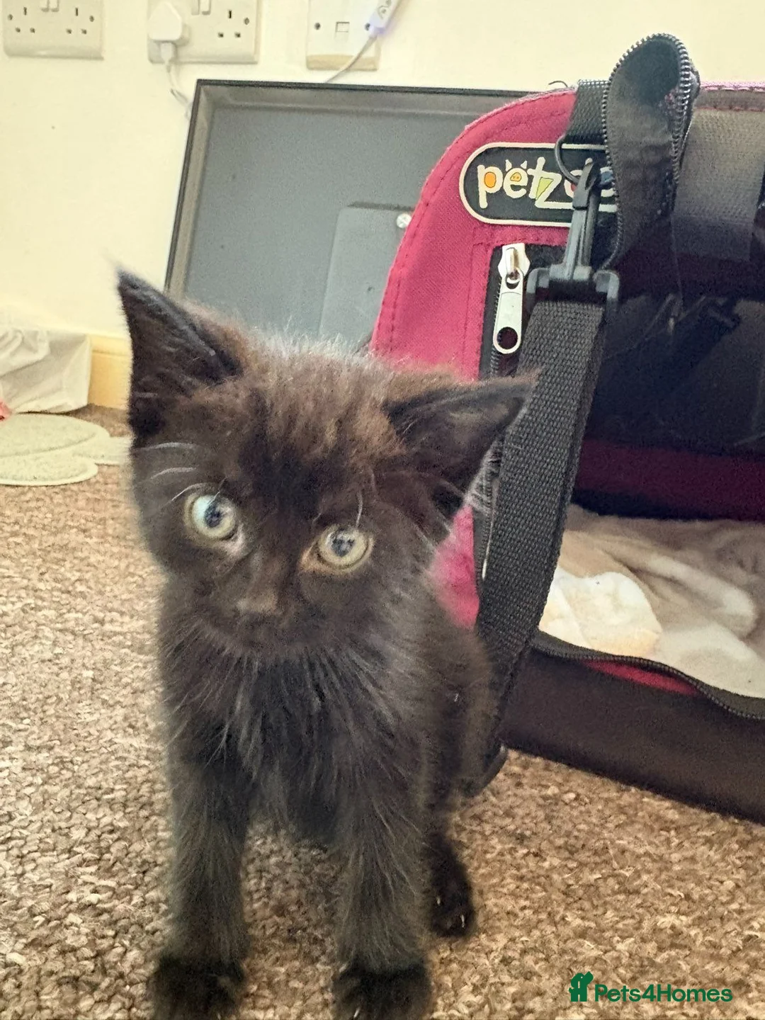 Mixed Breed cats for sale: Fully black little girl in Teignmouth - Advert 1