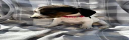 Mixed Breed dogs for sale: Jack Russell cross puppies  in Cambridge - Advert 4