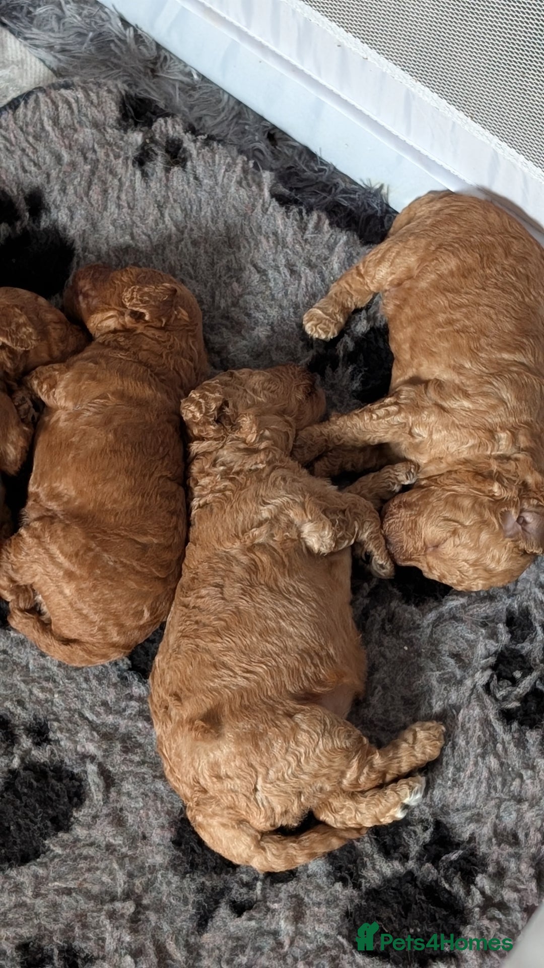 Cavapoo dogs for sale: Beautiful Cavapoo X toy poodle puppies  - Image 28