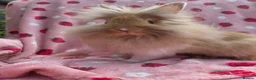 Lionhead rabbits for sale: Very very tame lion head  boy 11 weeks - Advert 6