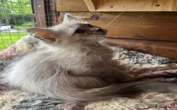 Ragdoll cats for sale:  Gorgeous purebred ragdoll kittens ready now  - Image 7