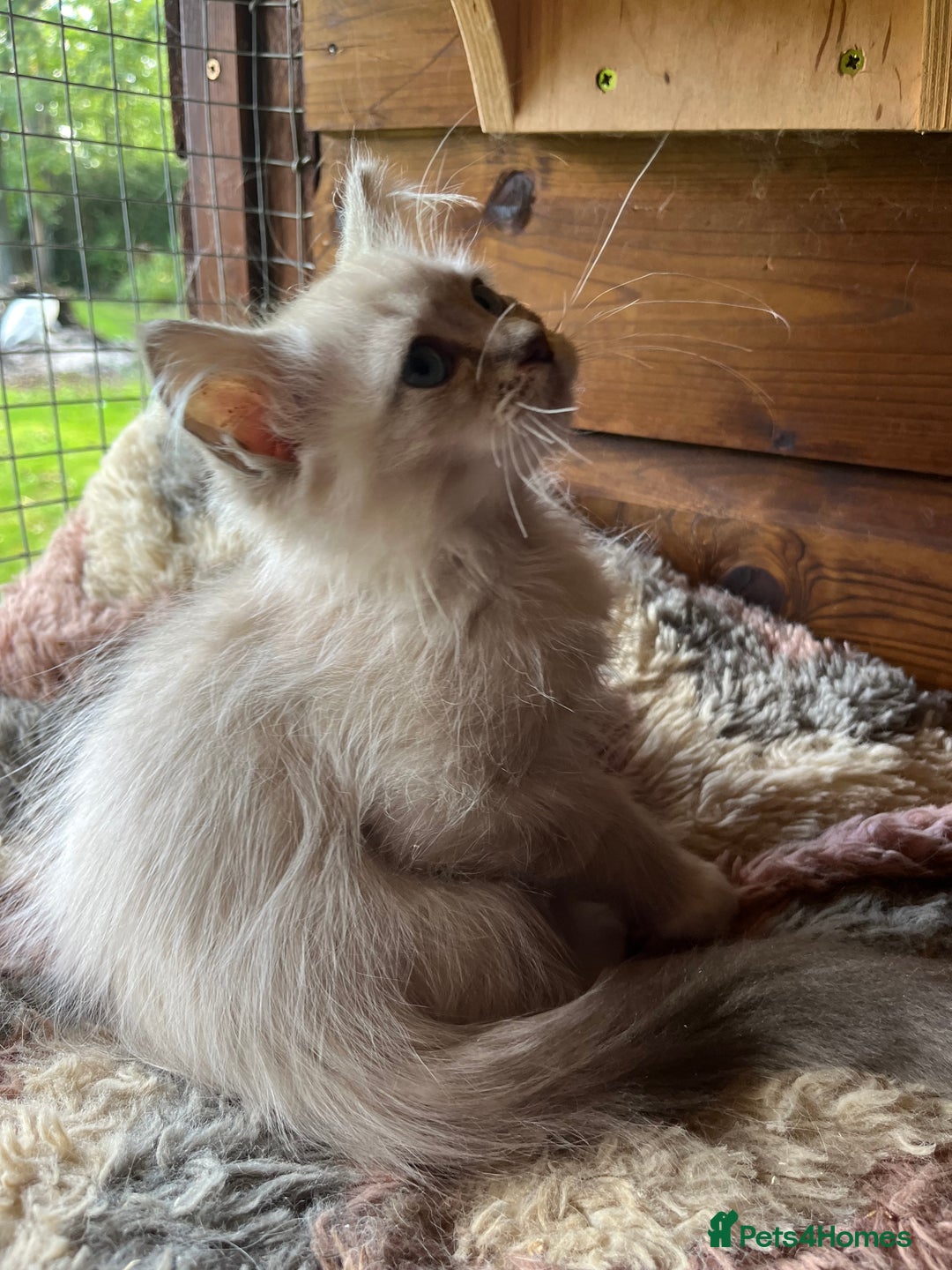 Ragdoll cats for sale:  Gorgeous purebred ragdoll kittens ready now  - Image 7
