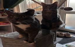 Mixed Breed cats for sale: Gorgeous little Guy - Image 7
