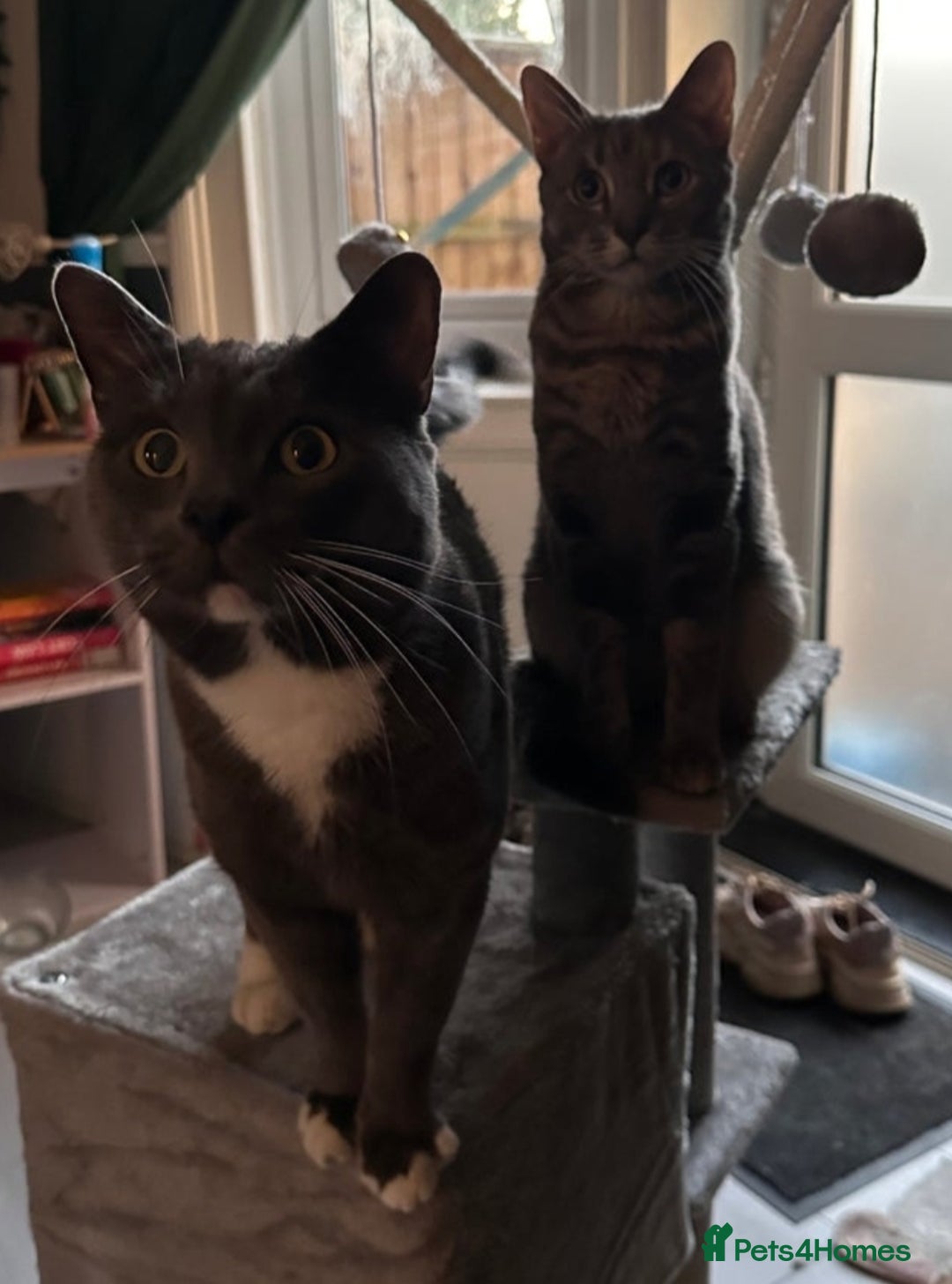 Mixed Breed cats for sale: Gorgeous little Guy - Image 7