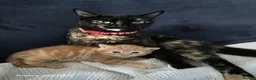 British Shorthair cats for sale: adorable kittens  - Advert 2