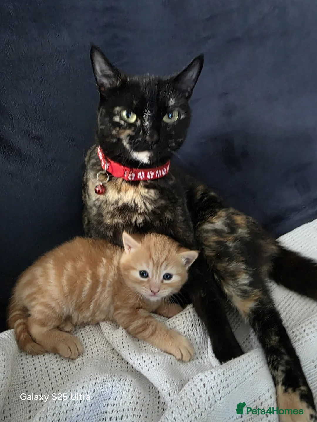British Shorthair cats for sale: adorable kittens  - Advert 2