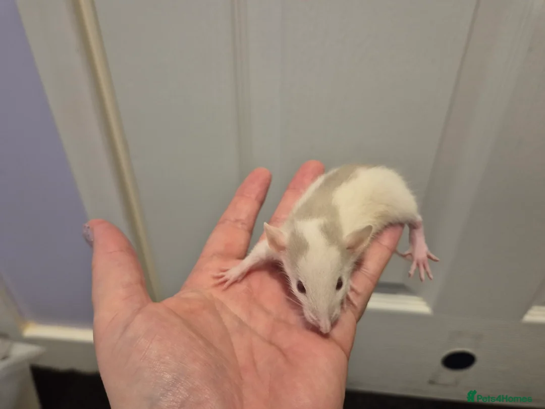 Rat rodents for sale: Baby Dumbo Rats in Durham - Advert 26