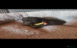 Mixed Breed dogs for sale: Dachshund x Chiwawa  - Image 10