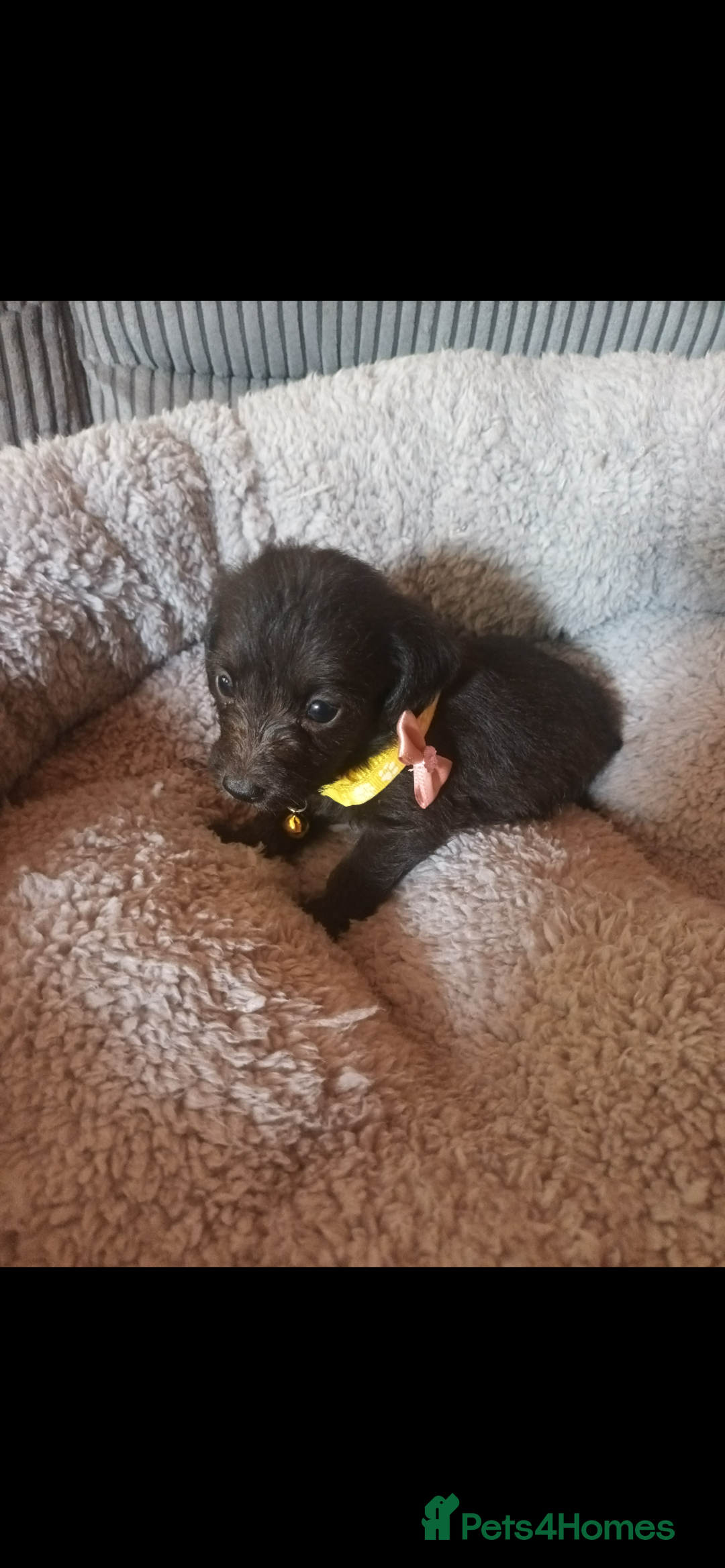 Mixed Breed dogs for sale: Dachshund x Chiwawa  - Image 10