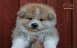 Japanese Akita Inu dogs for sale: ♥OUR PUPPIES ARRIVED♥ in Builth Wells - Image 21