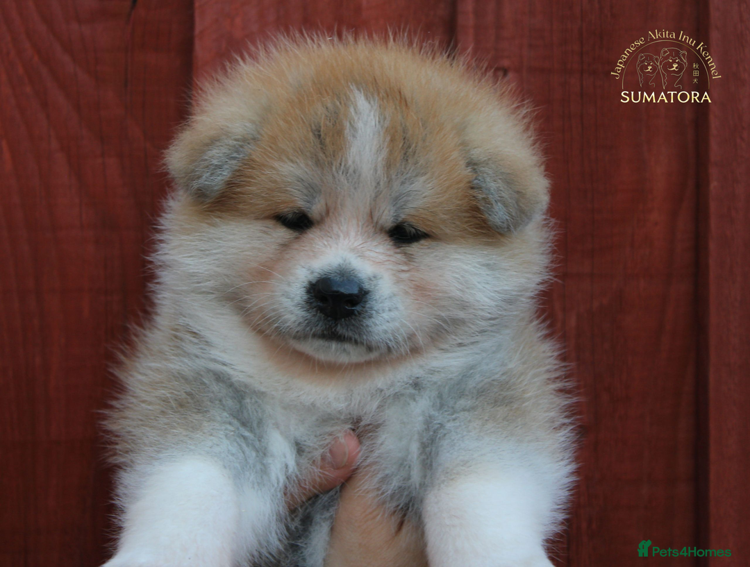 Japanese Akita Inu dogs for sale: ♥OUR PUPPIES ARRIVED♥ in Builth Wells - Image 21