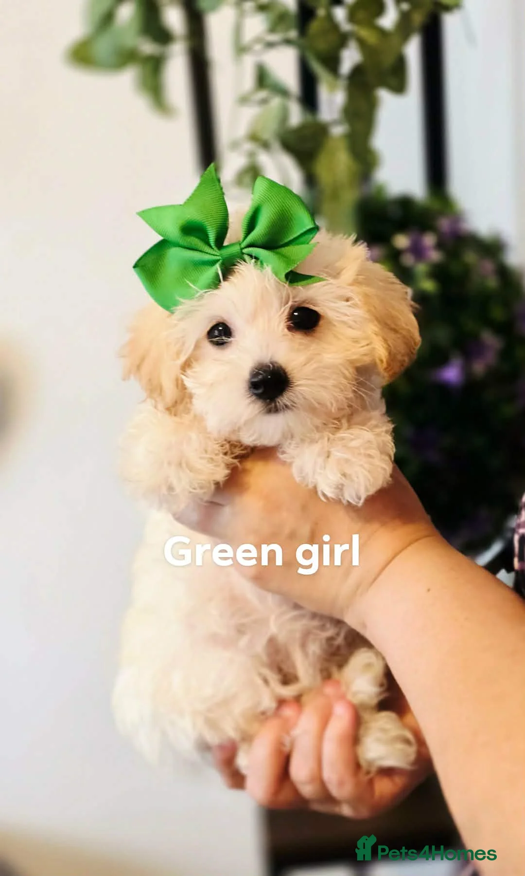 Maltipoo dogs for sale: £1000. 3 GIRLS LEFT . READY NOW . - Advert 2