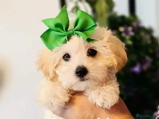 Maltipoo dogs Only 3 girls left . NEW PRICE!!!!!!!! - Advert 5