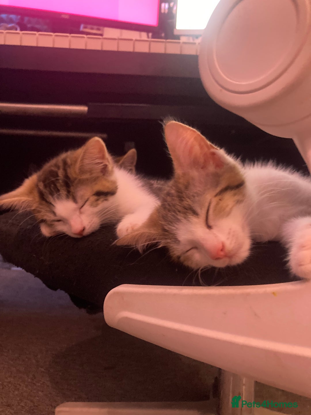 European cats for sale: 4 Cute & Cuddly Kittens Ready For Forever Home - Image 31