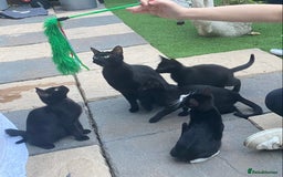 Mixed Breed cats for sale: Mixed breed kittens - Image 4