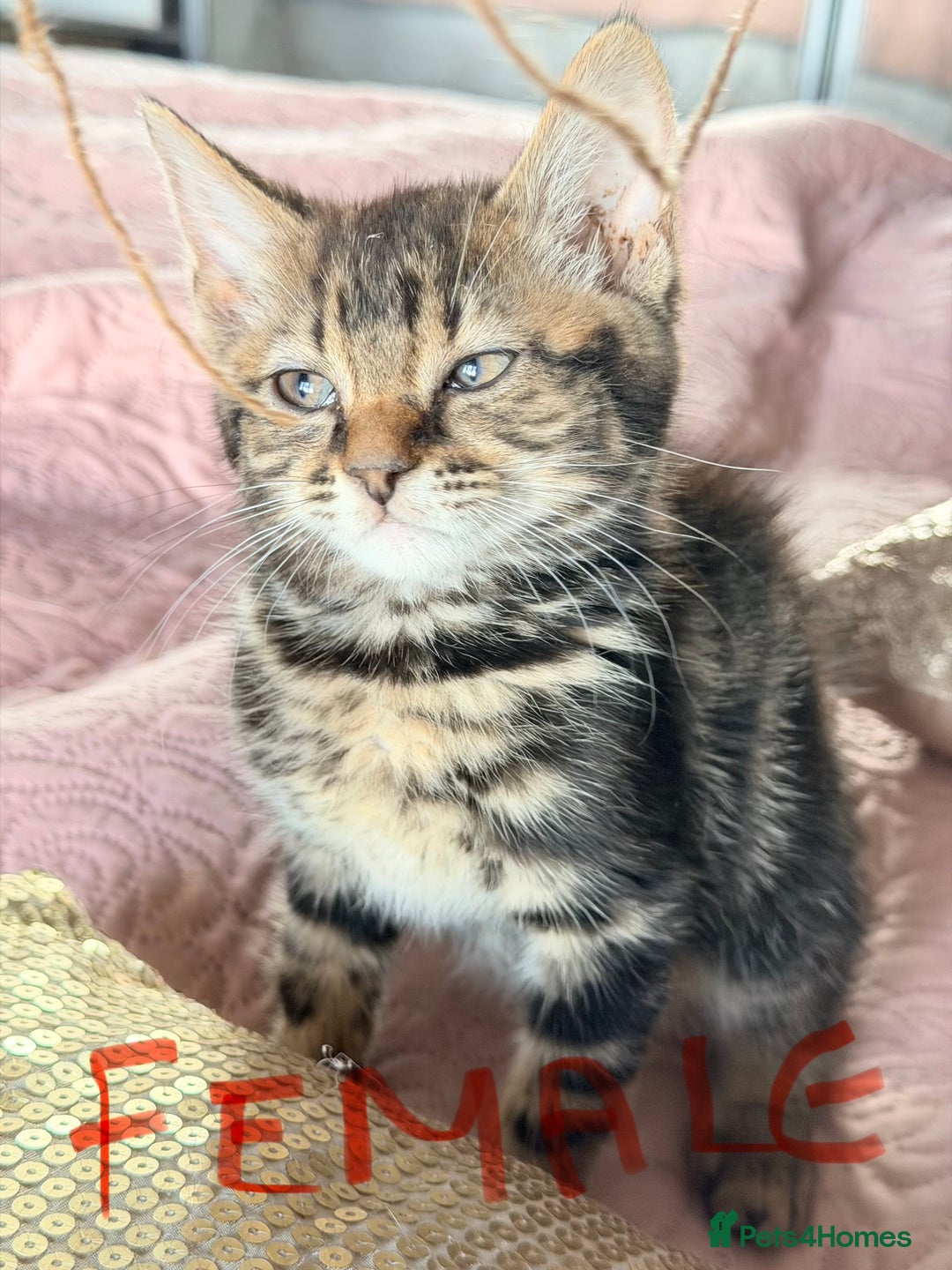 British Shorthair cats for sale: Purr-fect  **  Kittens Ready for new home - Advert 6