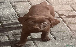 Labrador Retriever dogs for sale: Chunky chocolate 🍫 lab puppy’s girls only  - Image 6
