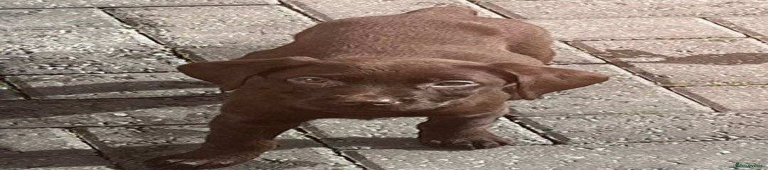 Labrador Retriever Puppy 2