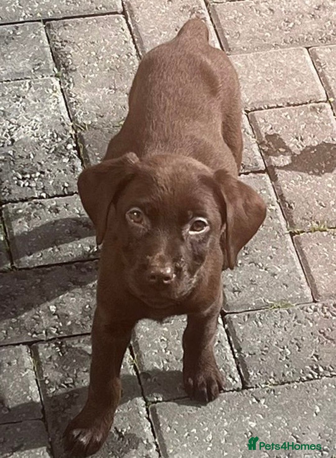 Labrador Retriever dogs for sale: Chunky chocolate 🍫 lab puppy’s girls only  - Image 6