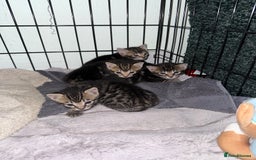 Bengal cats for sale: X Bengal Kittens x5 available   - Image 16