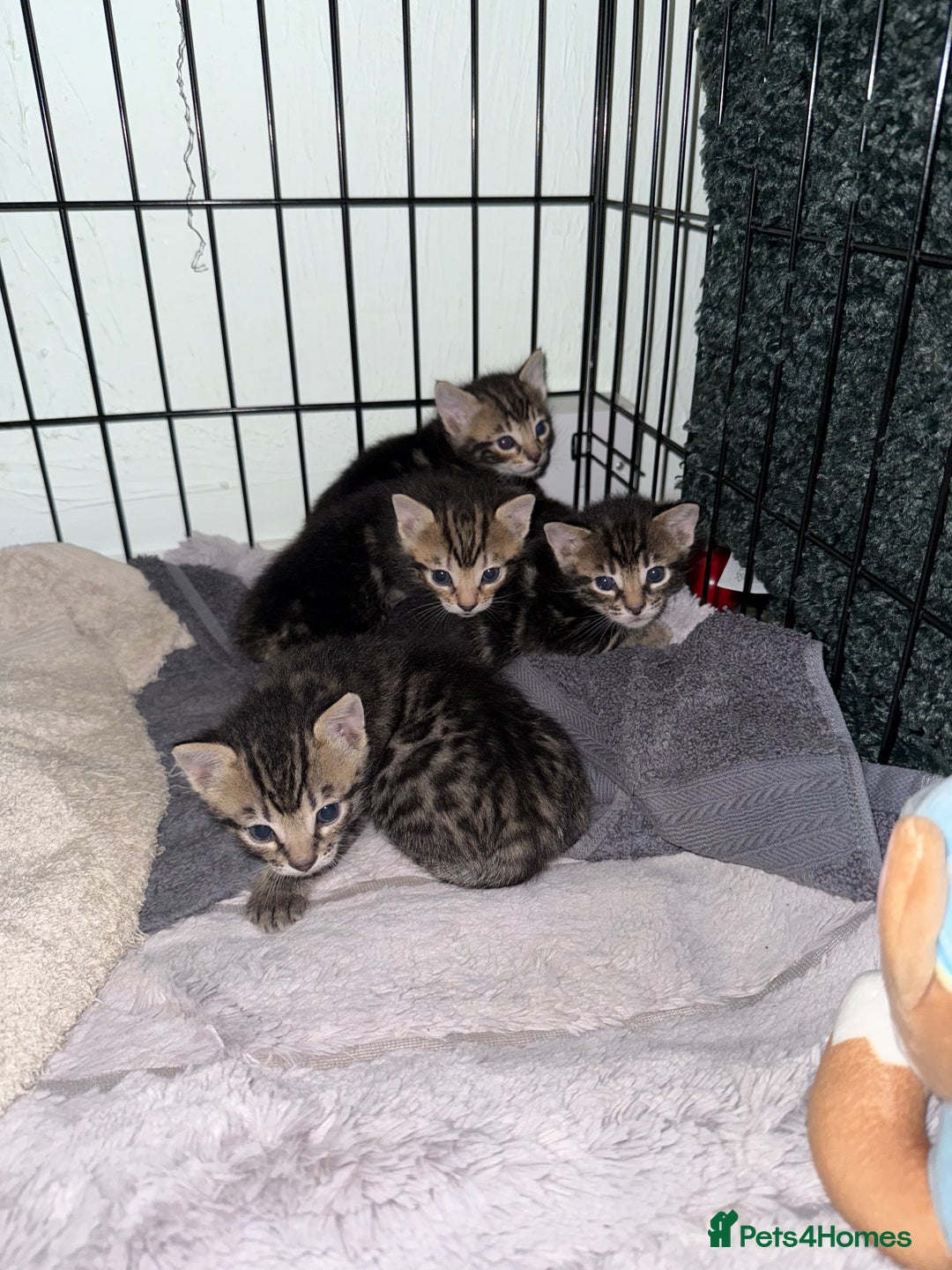 Bengal cats for sale: X Bengal Kittens x5 available   - Image 16