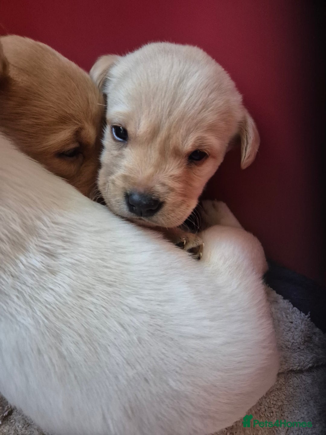 Labrador Retriever dogs for sale: 3 very chunky labrador puppies  - Advert 8