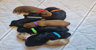 Cockapoo dogs Cockapoo puppies for sale  - Advert 3