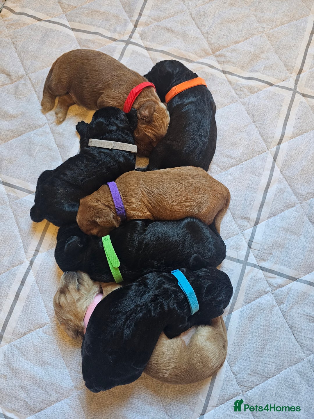 Cockapoo dogs for sale: Cockapoo puppies for sale  - Advert 2