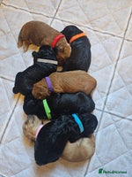 Cockapoo dogs Cockapoo puppies for sale - Advert 3