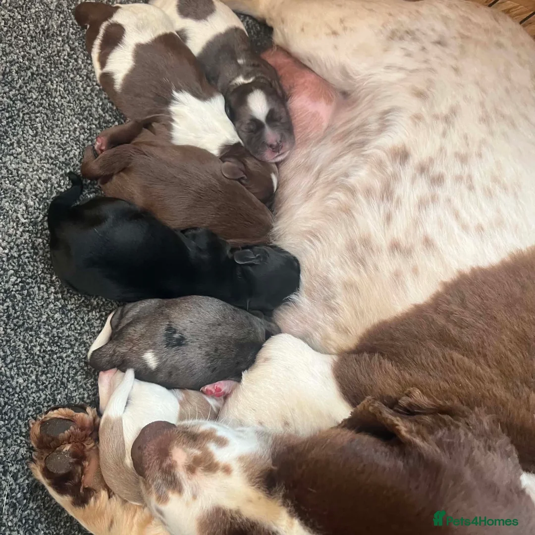Sprocker dogs for sale: Working sprocker puppies  - Advert 2